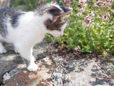 Bild 155 aus  Torlehenhof