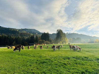 Bild 5 aus  Erbhof Hinting + Appartementhaus Hinting