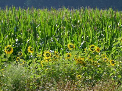 Bild 73 aus  Allgäu Bergferienhof