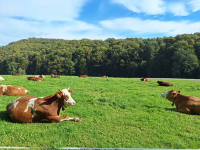 Bild 121 aus  Grabenbauer