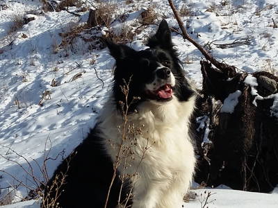 HOFHUND