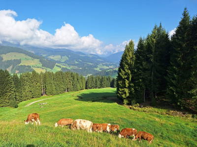 Bild 2 aus  Prädasten - Chalet