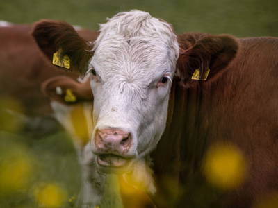 Bild 41 aus  Hofquartier Retzmoar