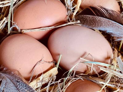 Bild 101 aus  Ederbauer