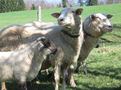 Bild 49 aus  Einkehrhof Poggau