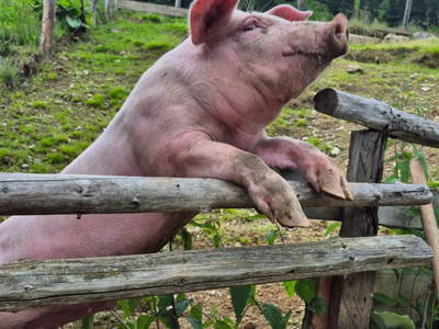 Bild 34 aus  Örgenhiasalm