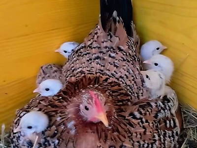 Bild 22 aus  Feriengut Hasenau