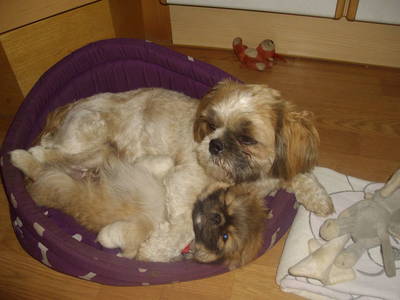 Bild 32 aus  Rieplerhof