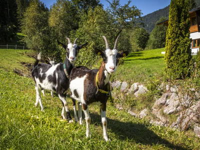 Bild 54 aus  Pochergütl