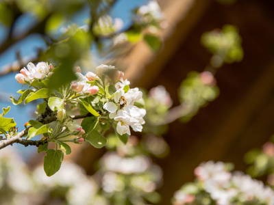 Bild 26 aus  Thomanhof