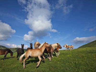 Bild 5 aus  Almchalet - Hirterhütte Trattbergalm