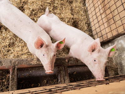 Bild 101 aus  Pircherhof - Adults Only am Biobauernhof