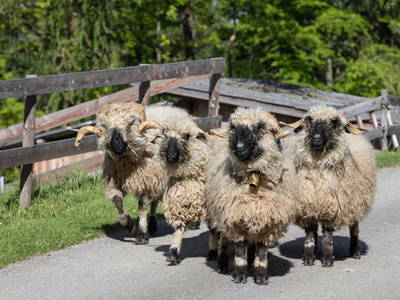 Bild 15 aus Ferienwohnungen Kagerer