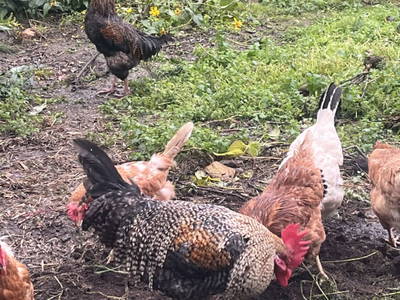 Bild 61 aus  Allamoarhof