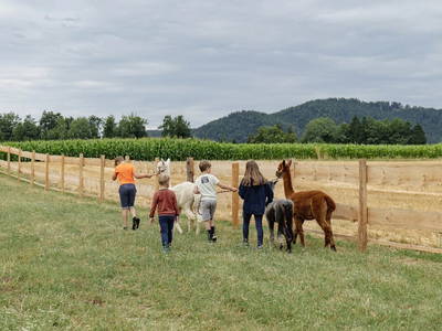 Bild 19 aus  Rabl vlg. Wirth