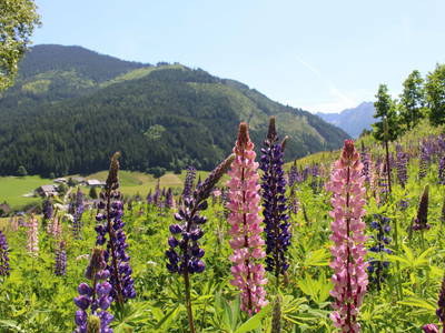 Bild 14 aus  Triebentalblick Hütte