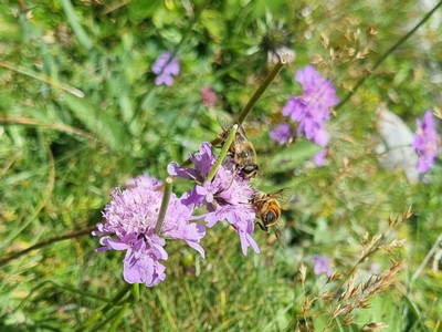 Bild 11 aus  Imkerei Hammerer