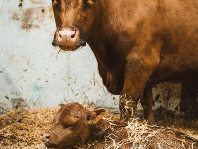 Bild 67 aus  Auer Hias am Wolfgangsee