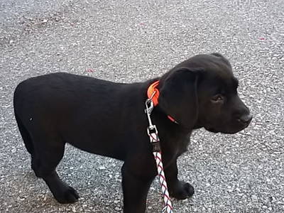 Bild 104 aus  Alpenhof Grafleiten