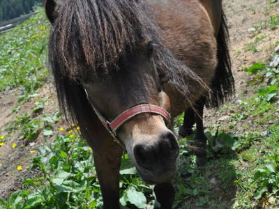 Bild 209 aus  Untererschbaum