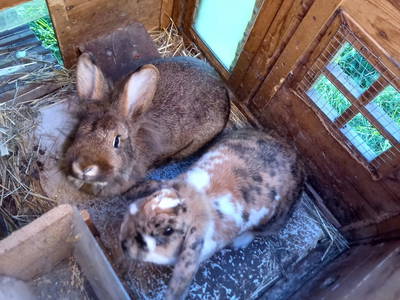 Bild 13 aus  Traunsee - Chalet am Götschhof