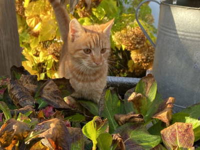 Bild 39 aus  Kürbishof 