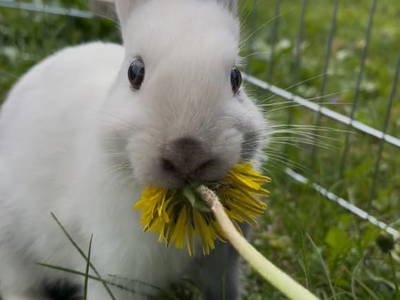 Bild 10 aus  Lahnerhof