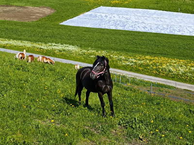 Bild 14 aus  Landhaus Eiter