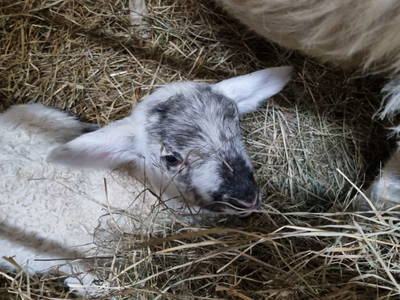 Bild 18 aus  S'Landhäuschen