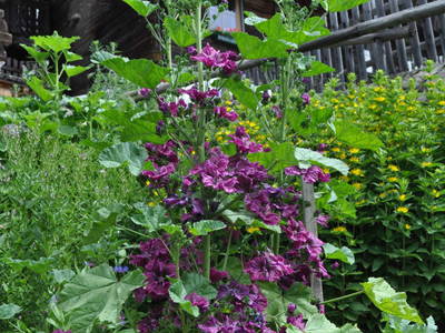 Bild 206 aus  Untererschbaum