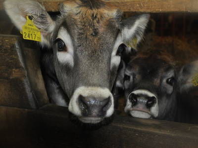 Bild 33 aus  Mühlehof Ennemoser