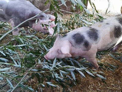 Bild 25 aus  Ostseeferienhof Tralau