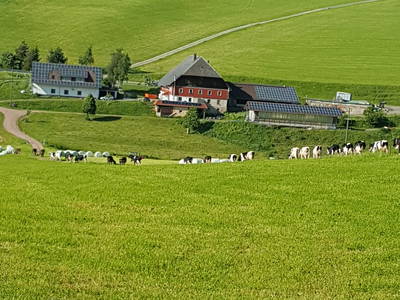 Bild 5 aus  Wendelhof