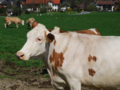Bild 42 aus  Auf'm Reifnhof: Ihr Kreativhof am Simssee im Chiemgau