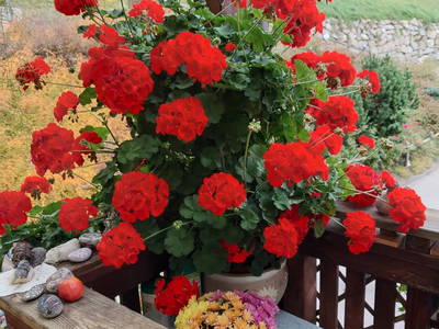 Bild 4 aus  Forstnighof