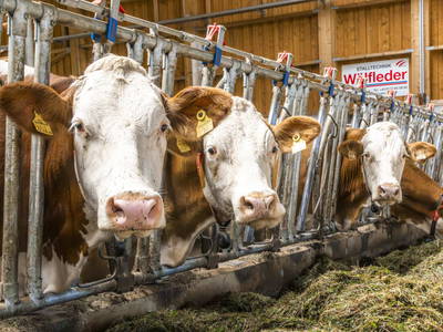 Bild 111 aus  Klinglerbauer