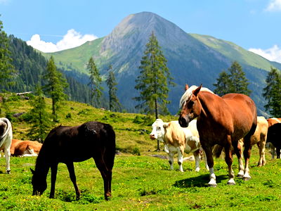 Bild 55 aus Bauernhof Pergila