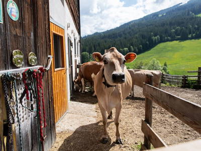 Bild 36 aus  Göttfriedbauer