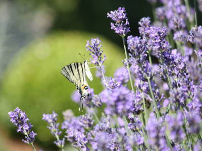 Bild 124 aus  Buchgrabenhof