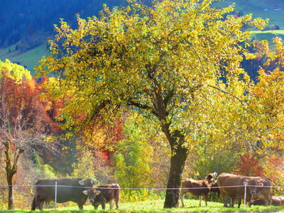 Bild 20 aus  Bio und Bergbauernhof Saller 