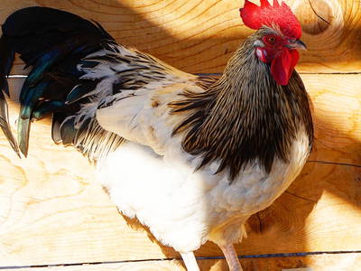 Bild 19 aus  Wastlhof  Urlaub auf dem Bauernhof