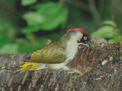 Bild 49 aus  Auszeithof Drion