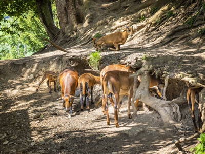 Bild 136 aus  Pesbichl