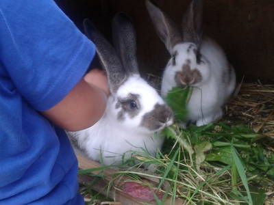 Bild 55 aus  Reitlhof am Sonnenhang   Bio-Bergbauernhof bei Salzburg 