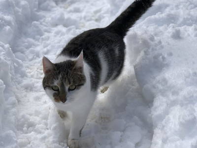 Bild 25 aus  Margreitterhof