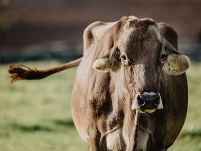 Bild 21 aus  Bauernbräugut