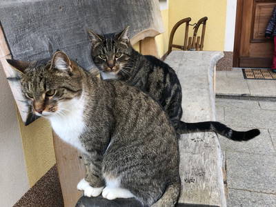 Bild 40 aus  Brennergut