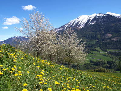 Bild 85 aus  Taxengut