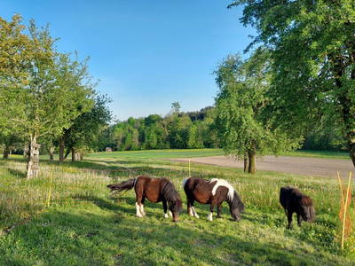 Bild 27 aus Ferienhof Turmkeller