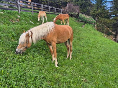 Bild 136 aus Riatschhof